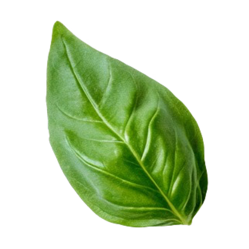 basil_3
