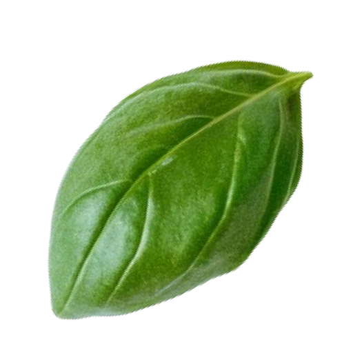 basil_1